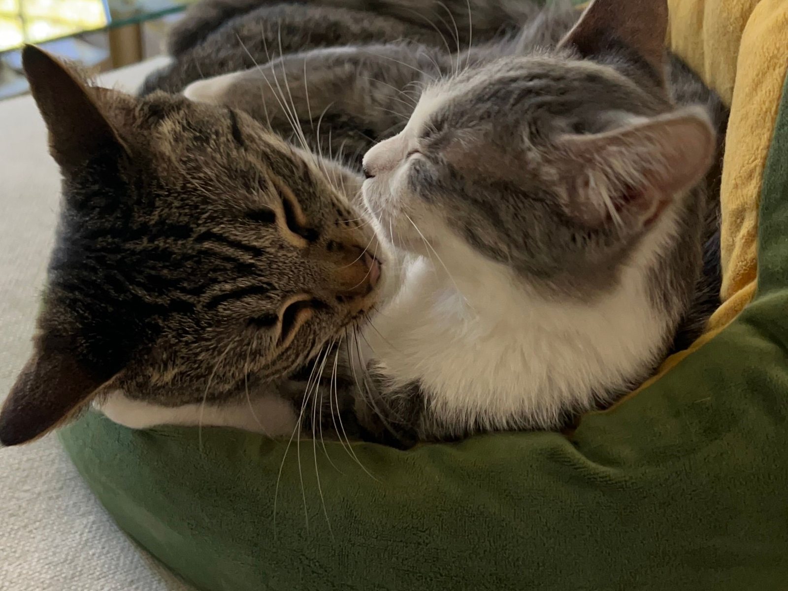Lenin and Noelle, the two cats, sitting together on the couch